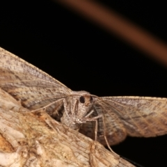 Isturgia penthearia at Melba, ACT - 19 Jan 2021