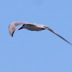 Hydroprogne caspia (Caspian Tern) at Ebden, VIC - 30 Jan 2021 by Kyliegw