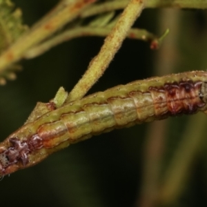 Jalmenus ictinus at Melba, ACT - 19 Jan 2021