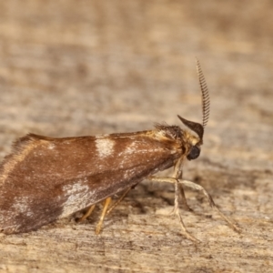 Anestia (genus) at Melba, ACT - 19 Jan 2021