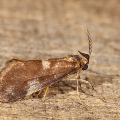 Anestia (genus) (A tiger moth) at Melba, ACT - 19 Jan 2021 by kasiaaus