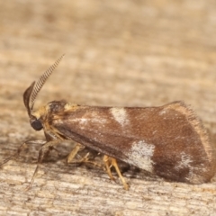 Anestia (genus) at Melba, ACT - 19 Jan 2021