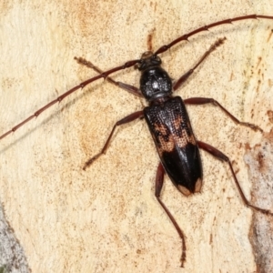 Phoracantha semipunctata at Melba, ACT - 19 Jan 2021 04:52 PM