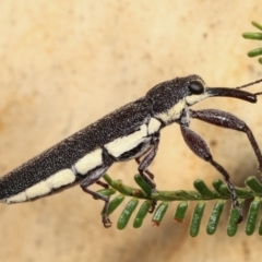 Rhinotia phoenicoptera (Belid weevil) at Melba, ACT - 19 Jan 2021 by kasiaaus