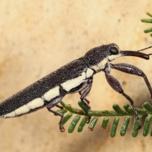 Rhinotia phoenicoptera at Melba, ACT - 19 Jan 2021