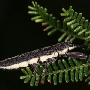 Rhinotia phoenicoptera at Melba, ACT - 19 Jan 2021