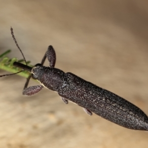 Rhinotia phoenicoptera at Melba, ACT - 19 Jan 2021