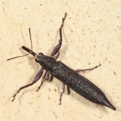 Rhinotia phoenicoptera at Melba, ACT - 19 Jan 2021