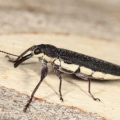 Rhinotia phoenicoptera at Melba, ACT - 19 Jan 2021