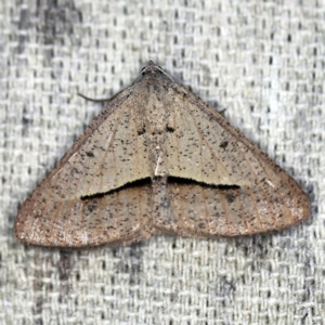 Isturgia penthearia at O'Connor, ACT - 30 Jan 2021