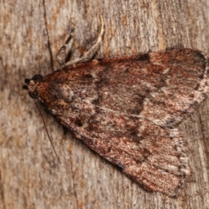 Mimaglossa nauplialis and habitalis at Melba, ACT - 19 Jan 2021 10:05 PM