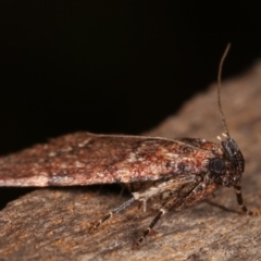 Mimaglossa nauplialis and habitalis at Melba, ACT - 19 Jan 2021