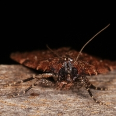 Mimaglossa nauplialis and habitalis at Melba, ACT - 19 Jan 2021