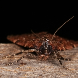 Mimaglossa nauplialis and habitalis at Melba, ACT - 19 Jan 2021 10:05 PM