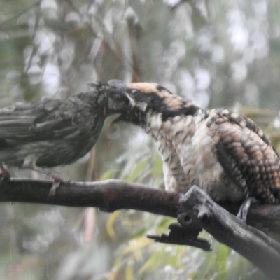 Eudynamys orientalis (Pacific Koel) at Aranda, ACT - 29 Jan 2021 by KMcCue