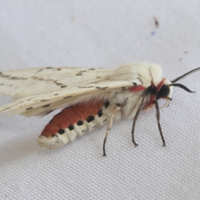 Ardices canescens (Dark-spotted Tiger Moth) at Higgins, ACT - 20 Jan 2021 by AlisonMilton