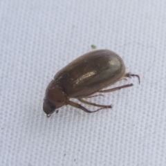 Melolonthinae (subfamily) (Cockchafer) at Higgins, ACT - 20 Jan 2021 by AlisonMilton