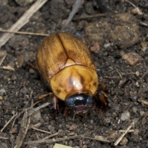 Cyclocephala signaticollis at Higgins, ACT - 8 Jan 2021