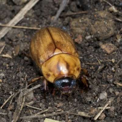 Cyclocephala signaticollis (Argentinian scarab) at Higgins, ACT - 8 Jan 2021 by AlisonMilton