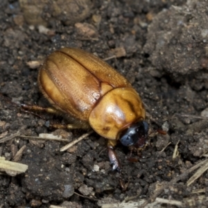 Cyclocephala signaticollis at Higgins, ACT - 8 Jan 2021