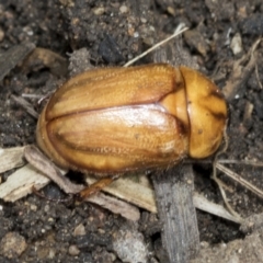 Cyclocephala signaticollis at Higgins, ACT - 8 Jan 2021 10:44 AM