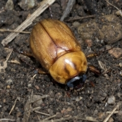 Cyclocephala signaticollis at Higgins, ACT - 8 Jan 2021