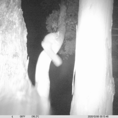 Petaurus norfolcensis (Squirrel Glider) at Thurgoona, NSW - 6 Dec 2020 by ChrisAllen