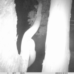 Petaurus norfolcensis (Squirrel Glider) at Monitoring Site 019 - Revegetation - 12 Dec 2020 by ChrisAllen