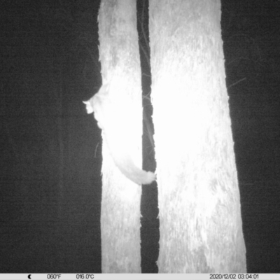 Petaurus norfolcensis (Squirrel Glider) at Monitoring Site 020 - Revegetation - 2 Dec 2020 by ChrisAllen