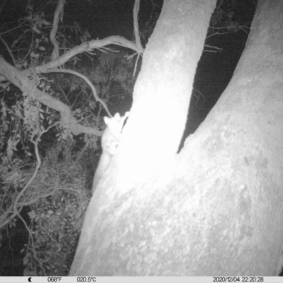 Petaurus norfolcensis (Squirrel Glider) at Albury - 4 Dec 2020 by ChrisAllen