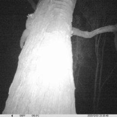 Petaurus norfolcensis (Squirrel Glider) at Table Top, NSW - 3 Dec 2020 by ChrisAllen