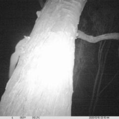 Petaurus norfolcensis (Squirrel Glider) at Monitoring Site 057 - Revegetation - 10 Dec 2020 by ChrisAllen