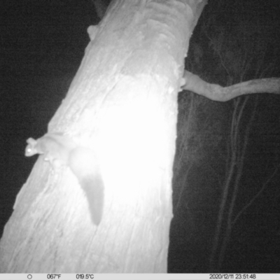 Petaurus norfolcensis (Squirrel Glider) at Table Top, NSW - 11 Dec 2020 by ChrisAllen