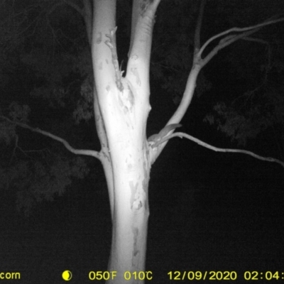 Petaurus norfolcensis (Squirrel Glider) at Table Top, NSW - 8 Dec 2020 by ChrisAllen