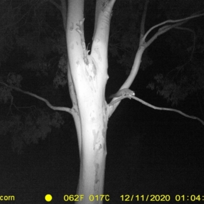 Petaurus norfolcensis (Squirrel Glider) at Table Top, NSW - 10 Dec 2020 by ChrisAllen