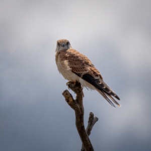 Falco cenchroides at Majura, ACT - 30 Jan 2021 02:11 PM