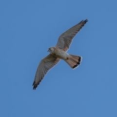 Falco cenchroides at Majura, ACT - 30 Jan 2021 02:11 PM
