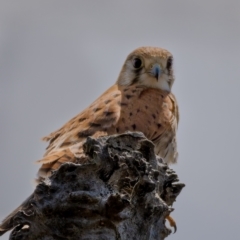 Falco cenchroides at Majura, ACT - 30 Jan 2021 02:11 PM