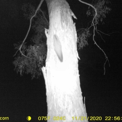 Petaurus norfolcensis (Squirrel Glider) at Monitoring Site 007 - Riparian - 21 Nov 2020 by ChrisAllen