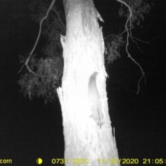 Petaurus norfolcensis (Squirrel Glider) at Monitoring Site 007 - Riparian - 24 Nov 2020 by ChrisAllen