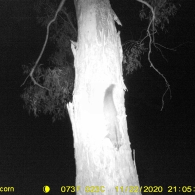 Petaurus norfolcensis (Squirrel Glider) at Monitoring Site 007 - Riparian - 25 Nov 2020 by ChrisAllen