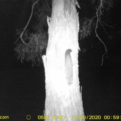 Petaurus norfolcensis (Squirrel Glider) at Thurgoona, NSW - 29 Nov 2020 by ChrisAllen