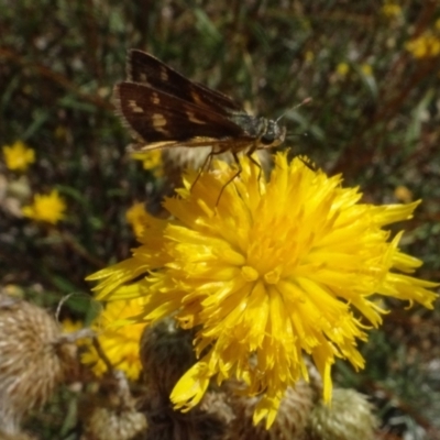 Ocybadistes walkeri (Green Grass-dart) at Sth Tablelands Ecosystem Park - 31 Jan 2021 by AndyRussell