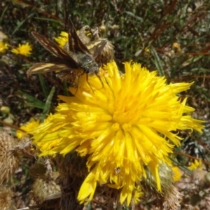 Ocybadistes walkeri at National Arboretum Woodland - 31 Jan 2021 12:20 PM