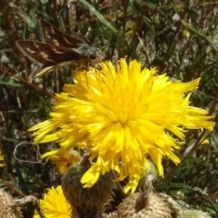 Ocybadistes walkeri at National Arboretum Woodland - 31 Jan 2021