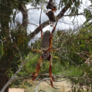 Trichonephila edulis at Molonglo Valley, ACT - 31 Jan 2021