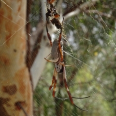 Trichonephila edulis at Molonglo Valley, ACT - 31 Jan 2021