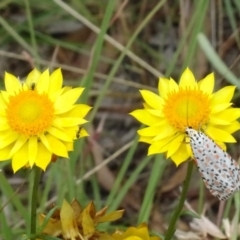 Utetheisa (genus) at Sth Tablelands Ecosystem Park - 31 Jan 2021