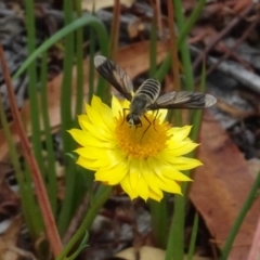 Comptosia sp. (genus) (Unidentified Comptosia bee fly) at National Arboretum Woodland - 31 Jan 2021 by AndyRussell