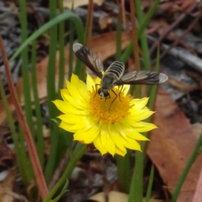 Comptosia sp. (genus) (Unidentified Comptosia bee fly) at Sth Tablelands Ecosystem Park - 31 Jan 2021 by AndyRussell